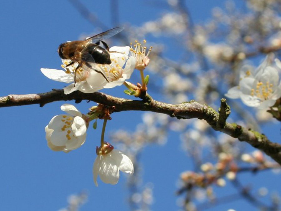 Uciążliwa wiosna - alergia w ataku