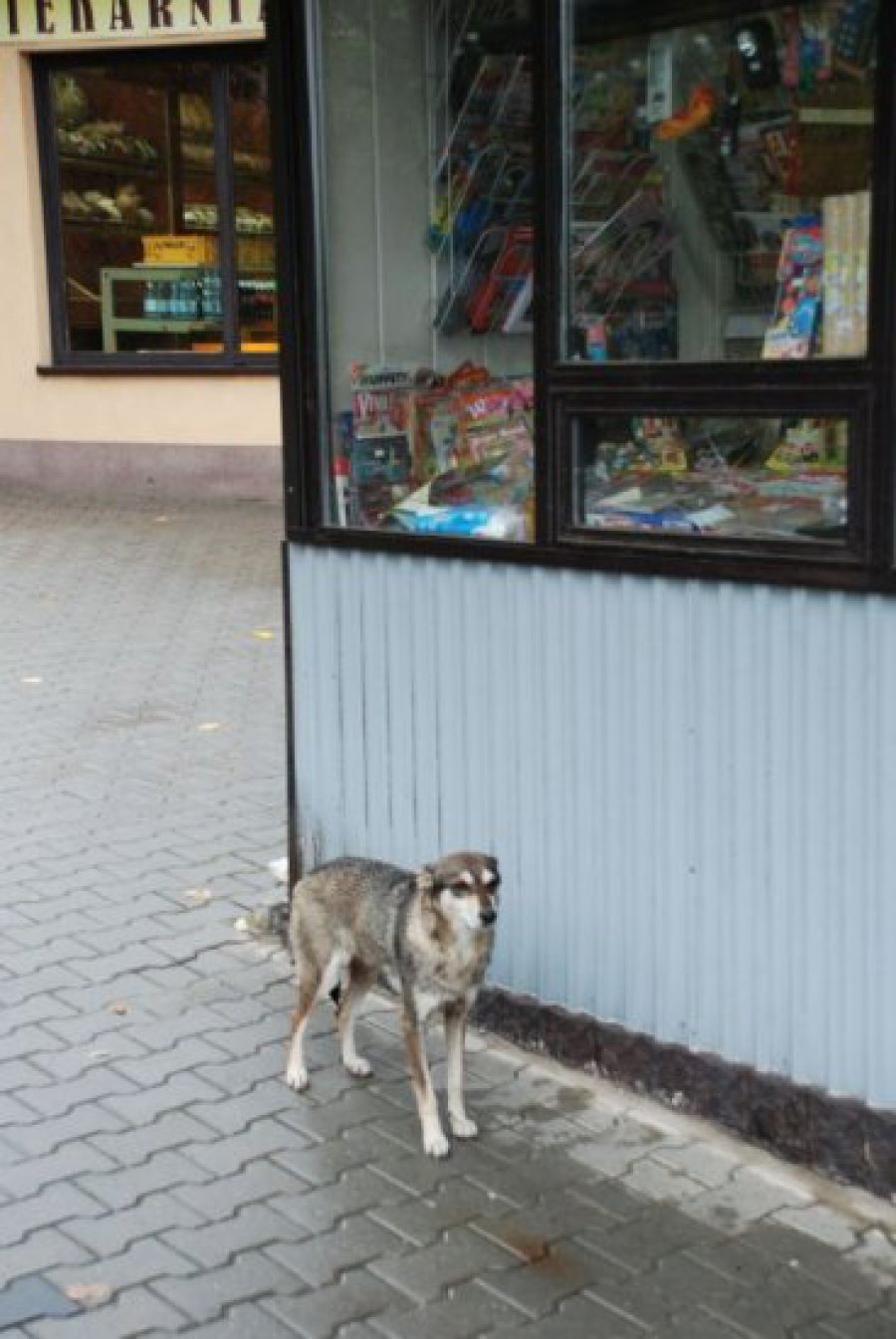 ALWERNIA. Porzucony pies w centrum miasta