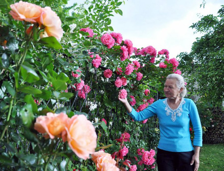 CHRZANÓW. Wyhodowała w ogródku gigantyczną ilość róż 