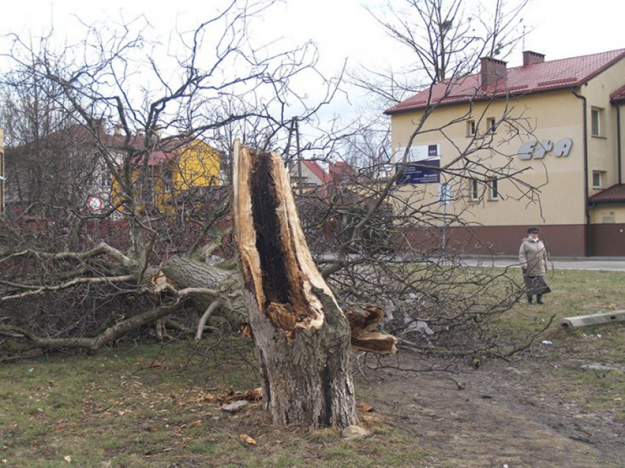 Wiatr powalił drzewo. Mogło dojść do tragedii