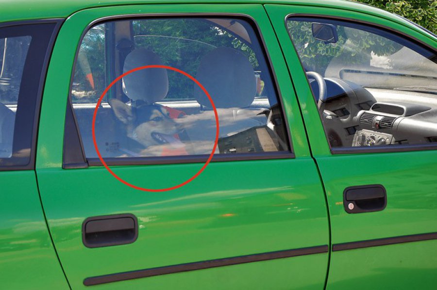 Nawet na chwilę nie zostawiaj psa w nagrzanym samochodzie
