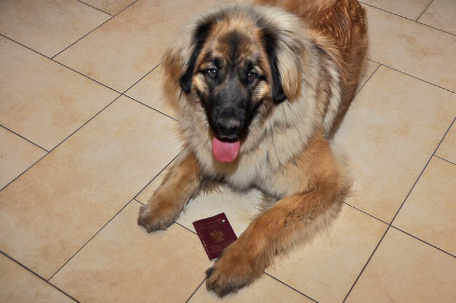 Bez paszportu pies daleko nie zaleci