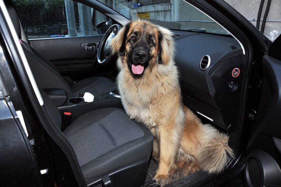 Jak przewozić psa w samochodzie