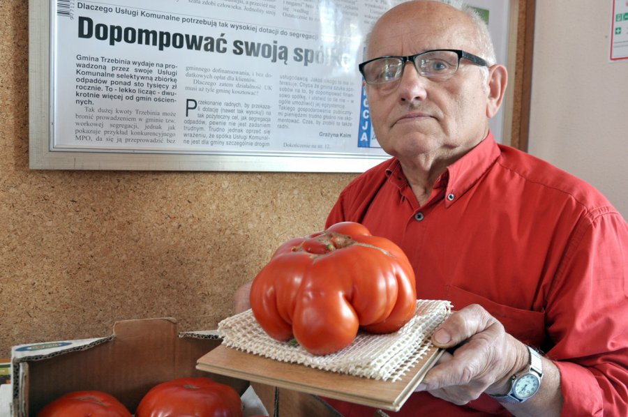 Pomidor gigant urósł w Zagórzu
