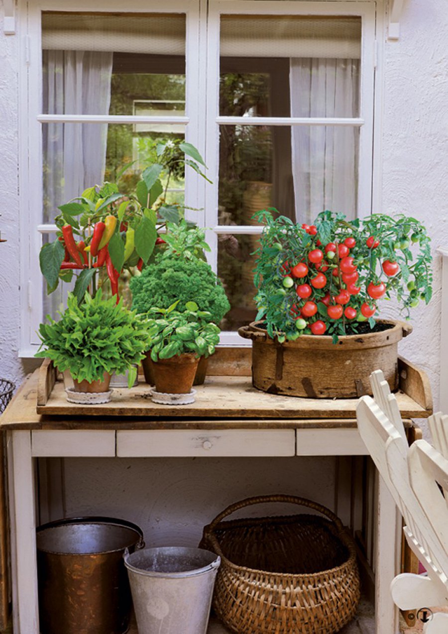 KONKURS. Własne warzywa z doniczki lub balkonu - to prostsze niż myślisz! 