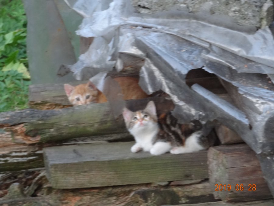 Bezpańskie koty w niezamieszkałym domu. Co z nimi zrobić? (ZDJĘCIA)