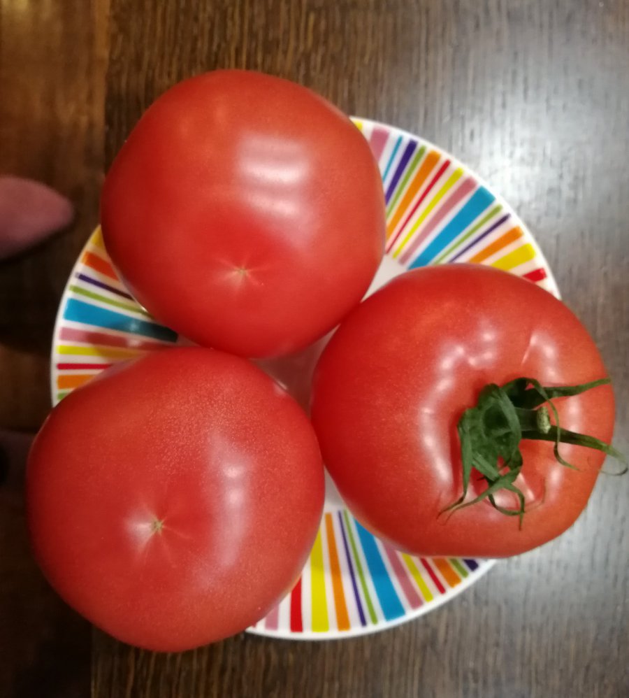 Polski pomidor malinowy idzie na rekord