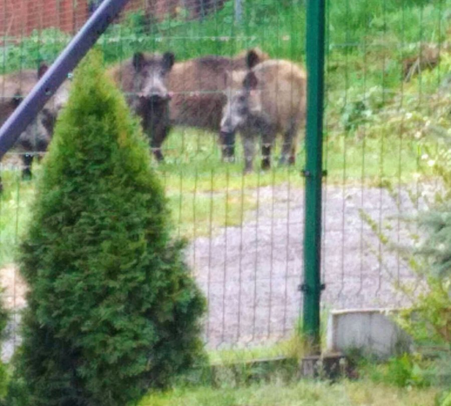 Dziki zatrzymały się na popas przed bramką do ogrodu