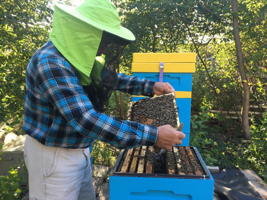 Powiatowe pszczoły wyprodukowały miód. Akcja w pasiece (WIDEO)