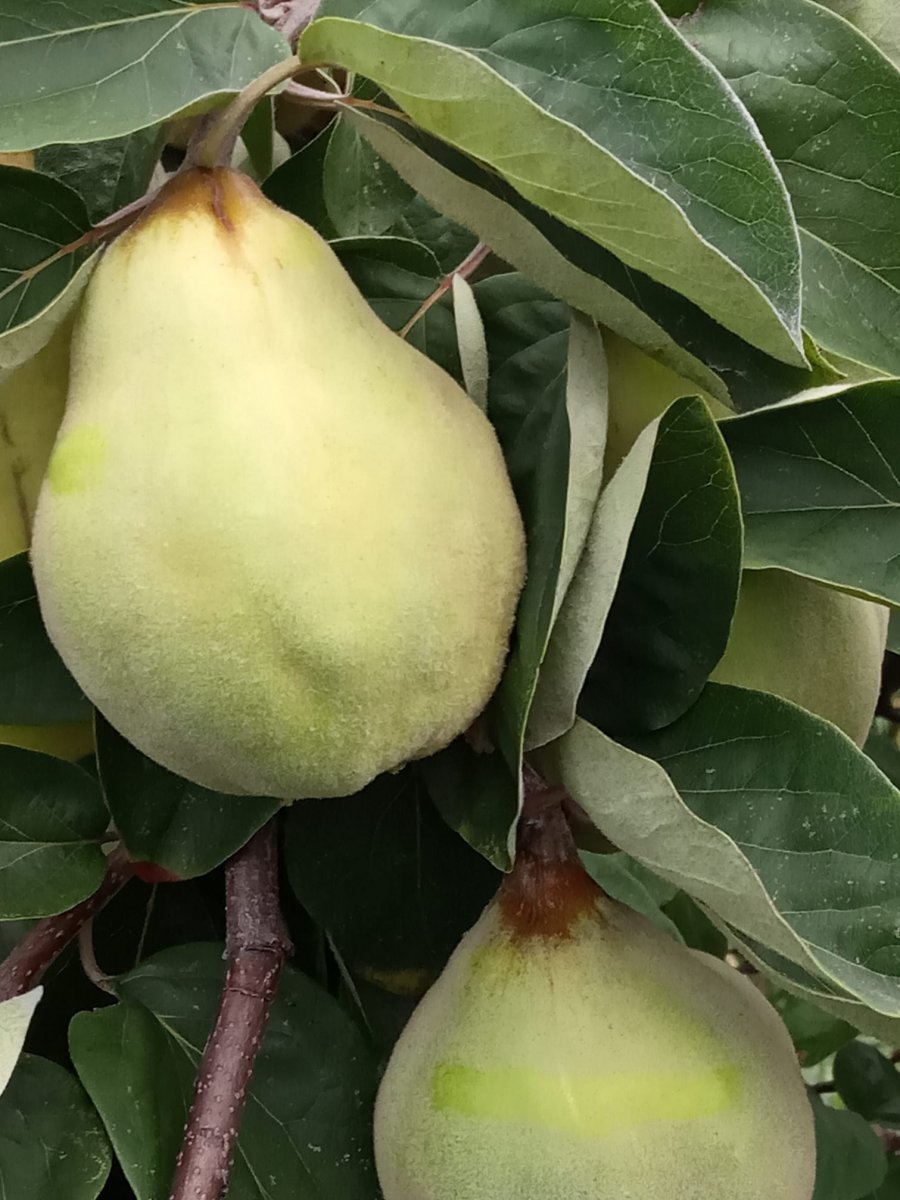 Pigwa - jesienny owoc w ogrodzie