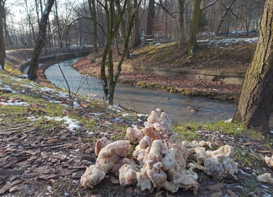 Kości leżą przy rzece w Krzeszowicach