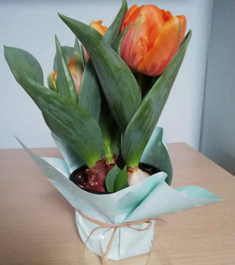 Kwiaty na 8 marca. Róże od zakochanych, tulipany dla koleżanek z pracy