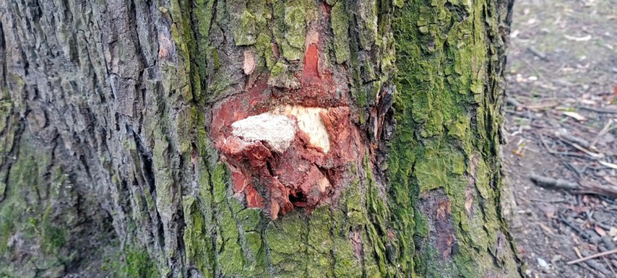 Ktoś niszczy drzewa w parku