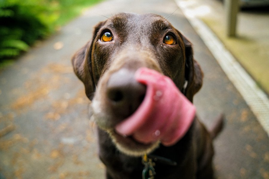 Jaką suchą karmę kupić dla aktywnego psa z wrażliwym układem pokarmowym?