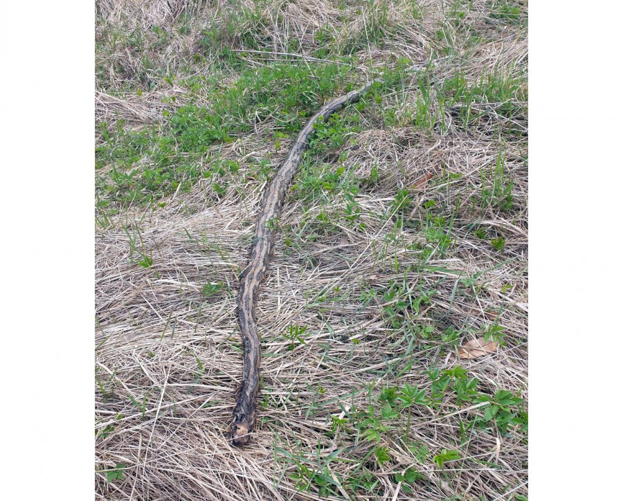 Podczas spaceru spotkał dwumetrowego węża (ZDJĘCIA)