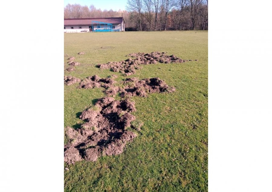 Dziki zryły piłkarskie boisko w gminie Alwernia. Co z sobotnim meczem?