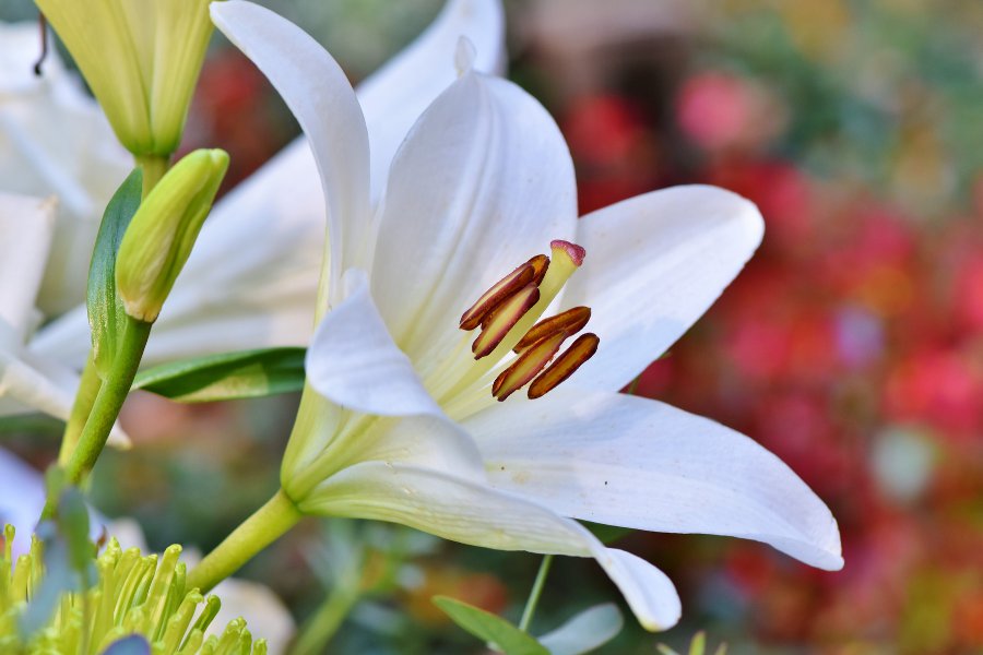 Liliowce – uprawa, stanowisko i towarzystwo dla liliowców
