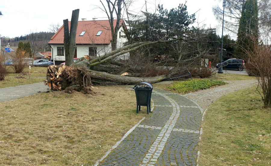 Wiatr powalił drzewo na Rynku w Alwerni