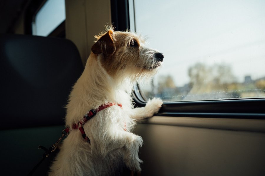 O psie, który jeździł koleją – czyli jak przygotować się na podróż z pupilem?