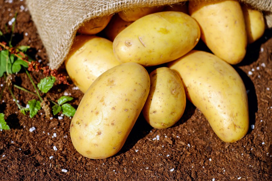 Jak uprawiać ziemniaki na działce?