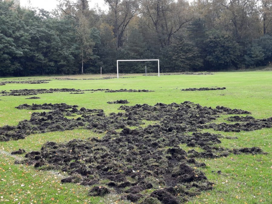 Dziki zryły boisko piłkarskie w Trzebini