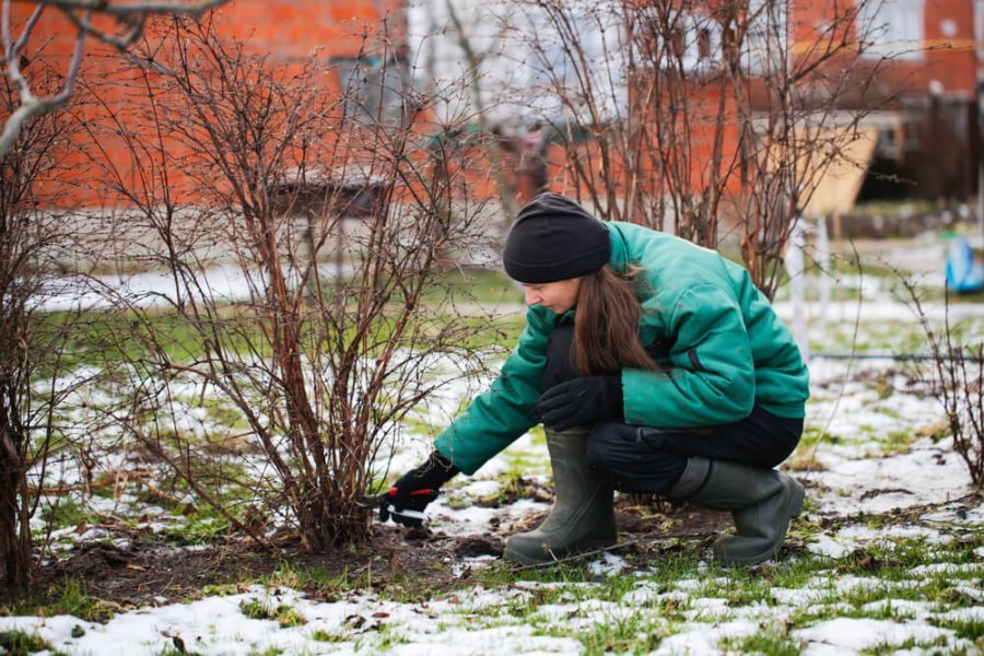 Jakie prace można wykonać w ogrodzie zimą?