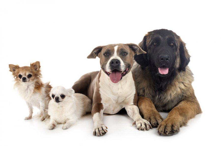 Karmy dla psa hipoalergiczne — nie tylko dla psów zmagających się z alergiami