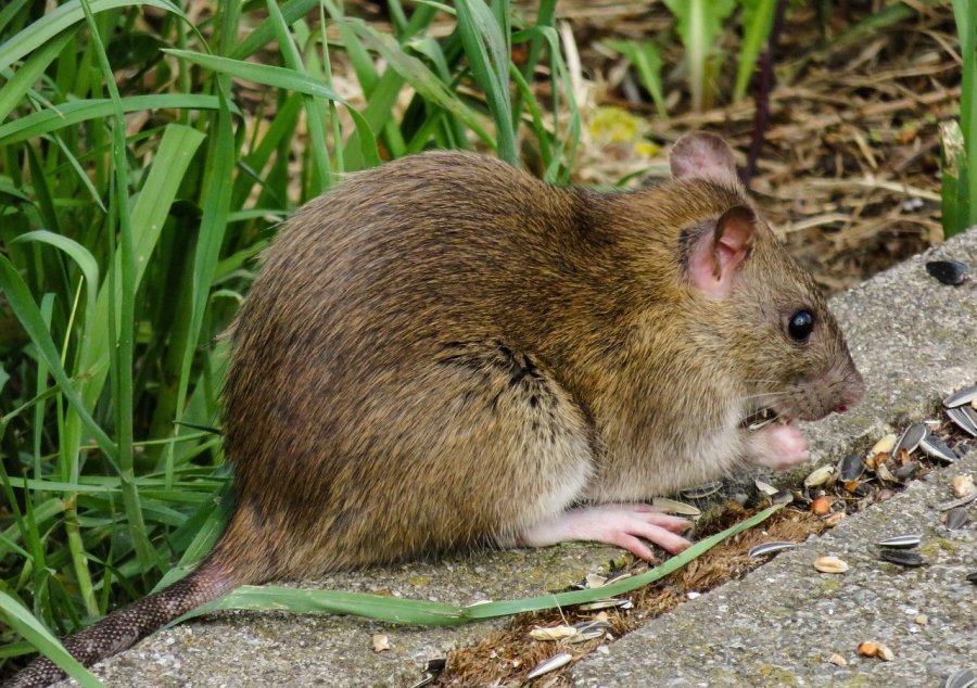 Uwaga na trutki na szczury w Libiążu! Trwa akcja deratyzacji
