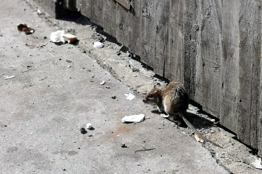 W Babicach zaczynają wiosenną walkę ze szczurami