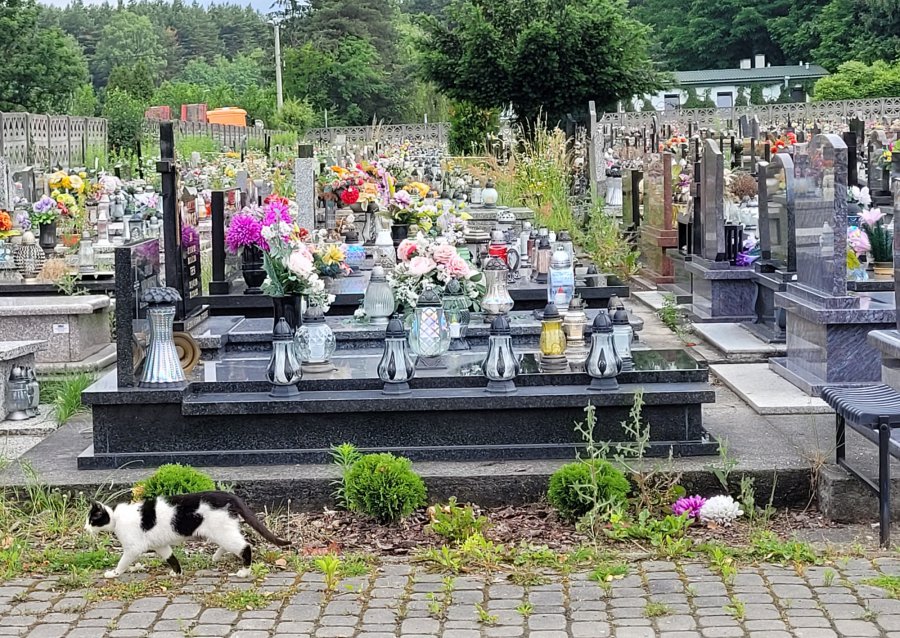 Kocie przytulisko i dobry człowiek na cmentarzu w Trzebini Gaju