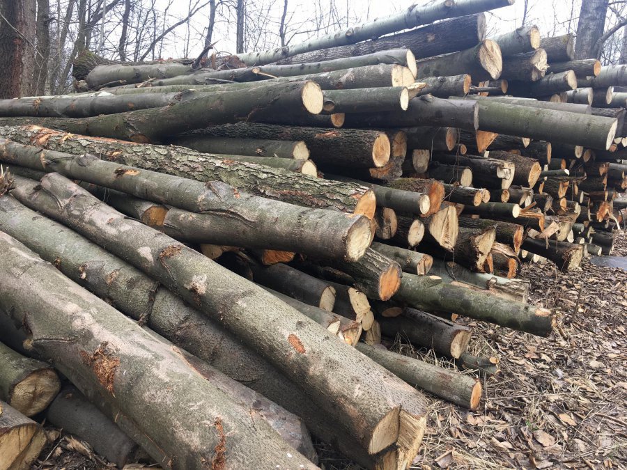 Za ile gmina Chrzanów sprzedaje swoje drewno?