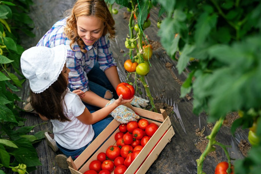 Pomidorowe Eldorado: Odkryj Bogatą Ofertę Najwyższej Jakości Sadzonek pomidorów!